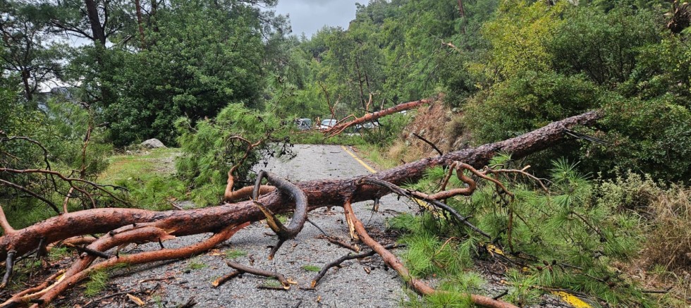 Akbük–Muğla Yolunda 3 Çam Ağacı Devrildi