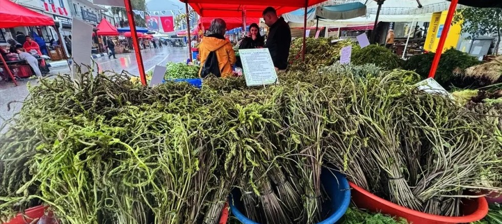 Bodrum’da Acı Ot Festivali Coşkusu Başladı