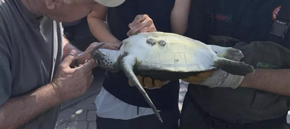 Fethiye'de İtfaiye Ekipleri Caretta Caretta'yı Kurtardı