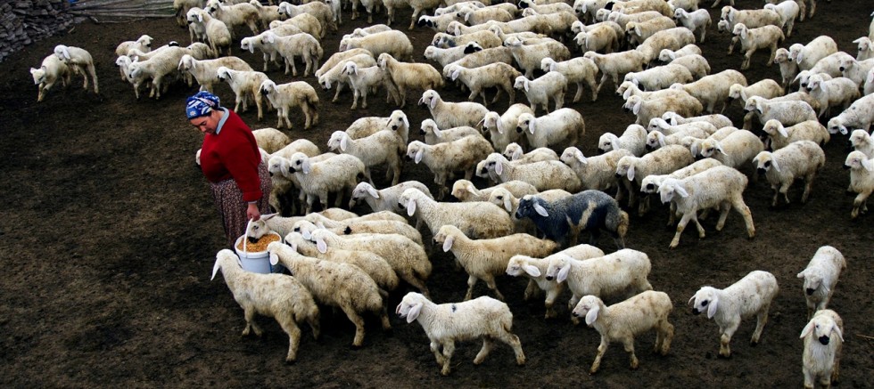 KIRSALDA BEREKET KÜÇÜKBAŞ DESTEĞİ BAŞLADI