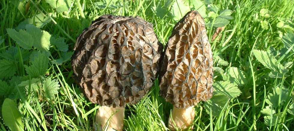 KUZUGÖBEĞİ MANTARINDA FİYAT ARTIŞI