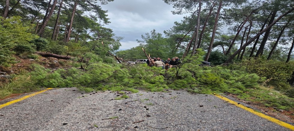 Akbük–Muğla Yolunda 3 Çam Ağacı Devrildi