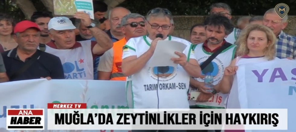 Muğla’da Zeytinlikler İçin Haykırış