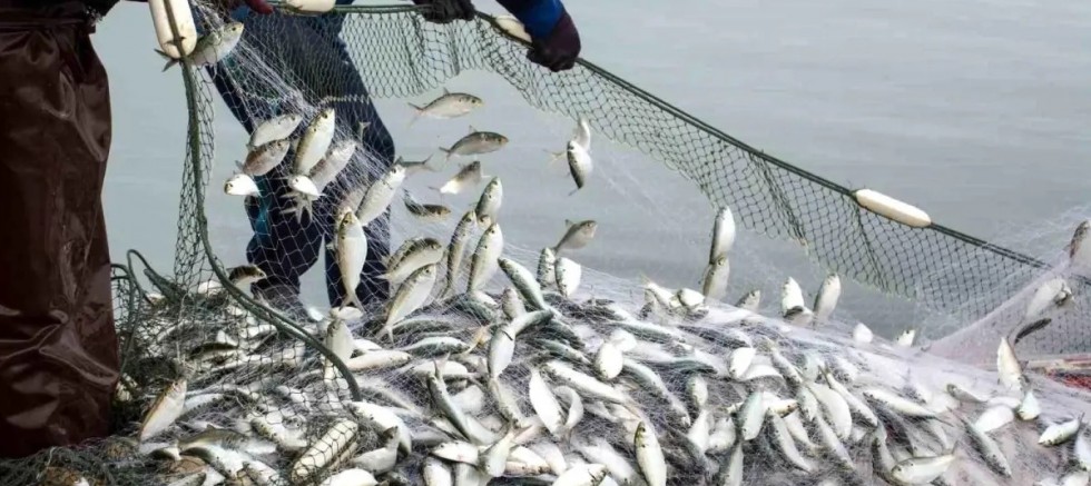 Muğla Su Ürünleri İhracatı İki Katına Çıktı