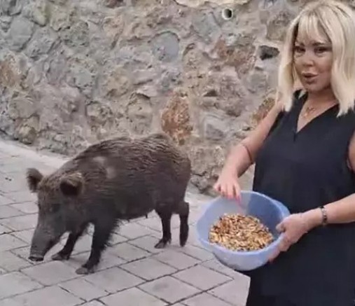 SAFİYE SOYMAN’IN DOMUZ PANİĞİ