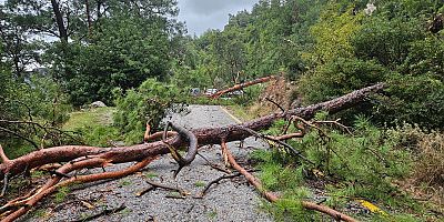 Akbük–Muğla Yolunda 3 Çam Ağacı Devrildi