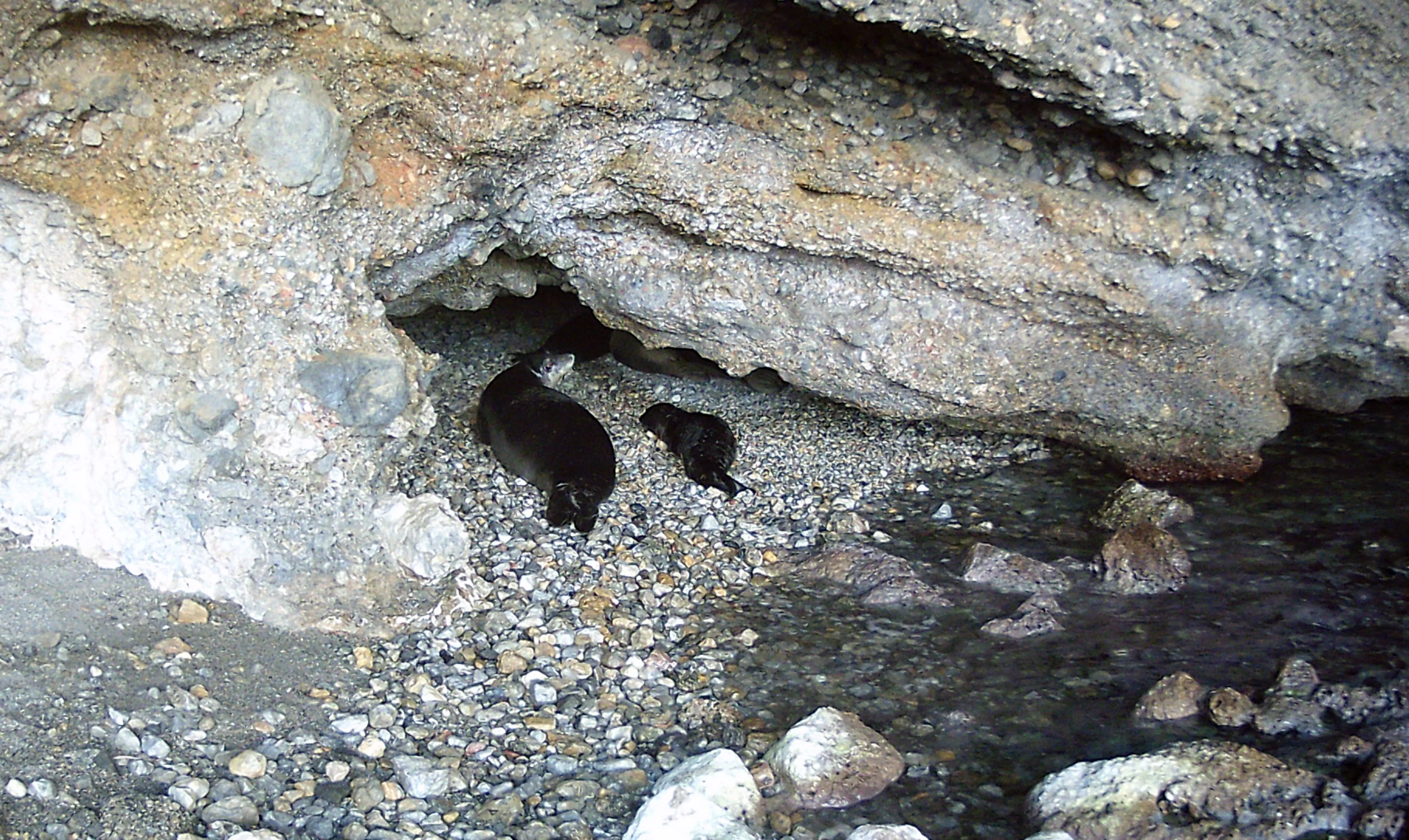 AKDENİZ KEŞİŞ FOKLARININ MAĞARALARI TEHLİKEDE