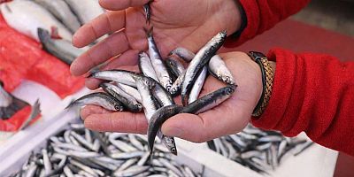 Avrupa, Türk Hamsisinin Başlıca Pazarı Oldu