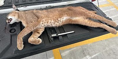 Karakulak Araç Çarpmasıyla Hayatını Kaybetti