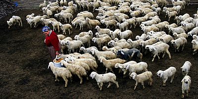 KIRSALDA BEREKET KÜÇÜKBAŞ DESTEĞİ BAŞLADI