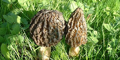 KUZUGÖBEĞİ MANTARINDA FİYAT ARTIŞI