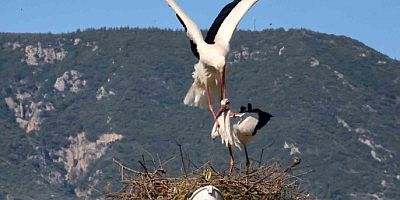 LEYLEKLER AKÇAPINAR’A ERKEN DÖNDÜ