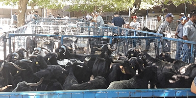 Muğla’da Kurban Bayramı İçin Mezbaha Hazırlıkları Tamamlandı