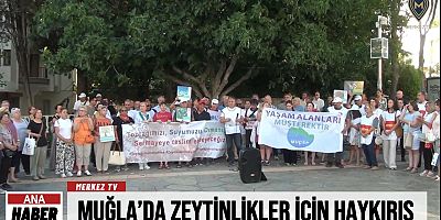 Muğla’da Zeytinlikler İçin Haykırış