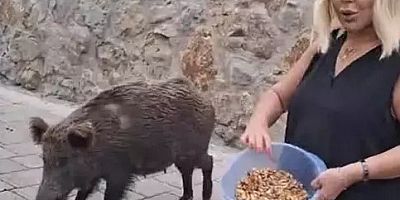 SAFİYE SOYMAN’IN DOMUZ PANİĞİ