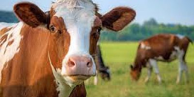 YAPAY ZEKÂYLA SÜRÜ YÖNETİMİ: AKILLI İNEK TASMASI