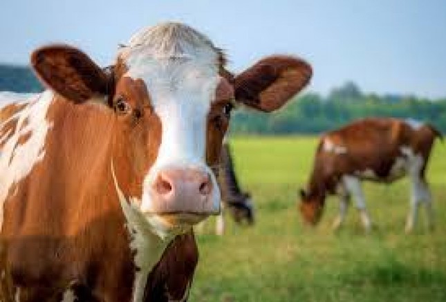 YAPAY ZEKÂYLA SÜRÜ YÖNETİMİ: AKILLI İNEK TASMASI